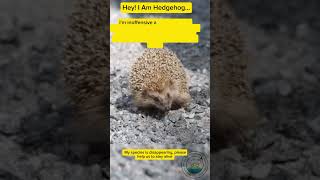 Hey i am a hedgehog 🦔 Please help to save me [upl. by Bresee]