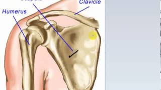 general anatomy 5  types of bone 1  by dr Sameh Ghazy [upl. by Annekim]