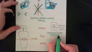 The Vestibular System Part 5 [upl. by Aenaj566]