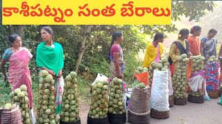 కాశీపట్నం గిరిజన సంత  Kasi Patnam tribal market [upl. by Ttezil303]