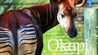 Okapi sound [upl. by Aiuqes]