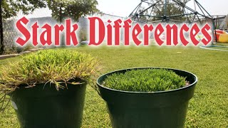 Bermuda Grass vs Zoysia UP CLOSE amp In The WRONG Climate [upl. by Margarethe]