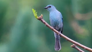 Verditer Flycatcher  Himachal Pradesh  4K [upl. by Wilma448]