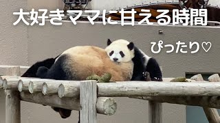 尊い🥺💕ママと過ごすまったり時間の楓浜がネコのようで可愛すぎる😍パンダの親子🐼 [upl. by Nerral]