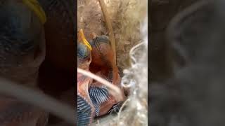 Tiny Cisticola Babies Chirping for Food ytshortsviral trendingshorts [upl. by Lyrak]