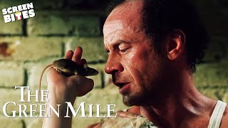 The Best of The Mouse On The Mile Mr Jingles  The Green Mile 1999  Screen Bites [upl. by Yelrahc]