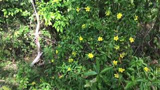 Australian Native Snake Vine Hibbertia scandens [upl. by Zetnauq]