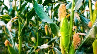 How to Grow Corn  Complete Growing Guide [upl. by Hakym]