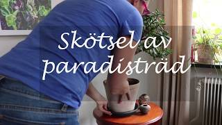 Skötsel av paradisträd [upl. by Irat]