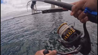 San Diego Bay Fishing Action [upl. by Noguchi]