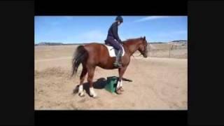 How to Teach a Horse Piaffe Part 3 Piaffe Baby Steps from Groundwork to the Saddle [upl. by Annam]