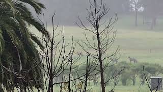 Rainy day frolics  Glenworth Valley NSW AU [upl. by Nylorac]