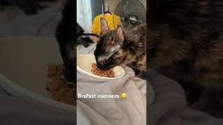 Breakfast yummers 🤤 dailyconvowithlucky spoiledkitty spoiledcats [upl. by Lleddaw121]