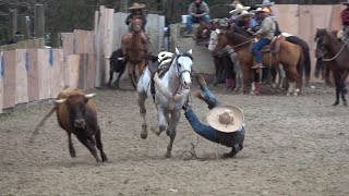 coleadero en el lienzo charro el zacatecano 03202021 [upl. by Ittam]