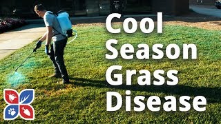 Cool Season Grass Disease  Lawn Maintenance Tips  DoMyOwncom [upl. by Abehshtab]