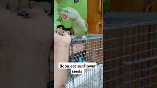 Alexandrine parrot 🐦 Bobo eat sunflower seeds birds pets love nature parakeetTAPASPETCARE [upl. by Ahsak]