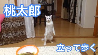 立ってバックする猫 [upl. by Nydia]