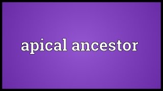 Apical ancestor Meaning [upl. by Orelle552]