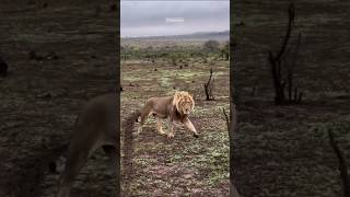 Curiosa coalición de leones Padre e hijos adoptivoMandevu y Mbirishorts lions wildlife bigcat [upl. by Leandro]