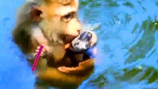 Miserable poor baby monkey Rex drown into the water [upl. by Wolgast]