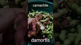 camachile fruit in Philippines shorts [upl. by Auohp]