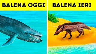 Perché Le Balene Sono Diventate Gli Animali Più Grandi Di Sempre [upl. by Haridan]