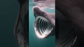 Giant Basking Shark Close To Diver baskingshark shark shorts [upl. by Nosille]