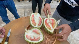 DITEMUKAN LAGI DURIAN MERAH DI LUMAJANG [upl. by Ecirtel]