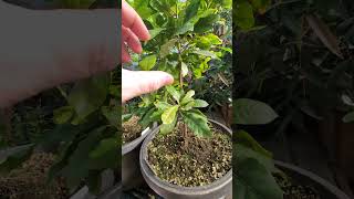 Small Miracle Fruit trees loaded with flowers Synsepalum dulcificum [upl. by Aguie]