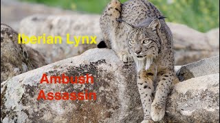 Iberian Lynx Ambush Assassin [upl. by Tillio830]