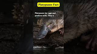 quotInteresting Platypus Factsquot shortsfeed truefactstoday youtubeshorts shortsvideo Ranishfacts [upl. by Sasha]