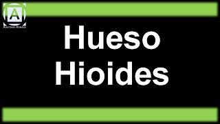 Hueso Hioides [upl. by Ylle559]