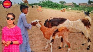 Nany goat with female goatvery interesting mating goat making funny soand  goat [upl. by Nalyad]