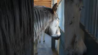 We have some very affectionate wild horses here that want to go into the barn for dinner [upl. by Allerim]