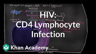 How HIV infects us CD4 Thelper lymphocyte infection  NCLEXRN  Khan Academy [upl. by Annas]