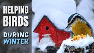 The Right Way on How to Help Birds During Winter [upl. by Notlef]