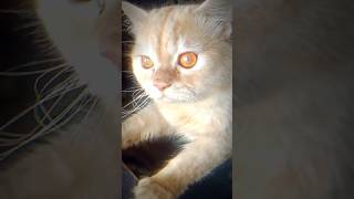 😼 Caty attitude short video  shorts homepage youtubeshorts [upl. by Nymassej]