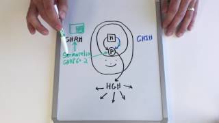 Sermorelin  Dr Joseph Mazzei [upl. by Hayman]