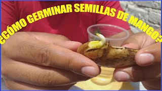 ¿Como germinar una semilla de mango [upl. by Theron665]