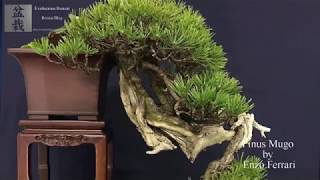 Pinus mugo Bonsai Kengai style by Enzo Mugo Ferrari [upl. by Roxane979]