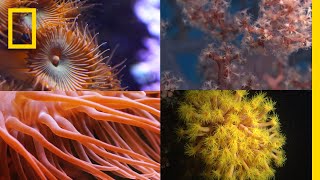 Coral Reefs 101  National Geographic [upl. by Cullin]