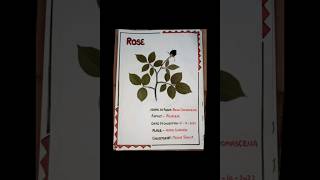 project file on herbarium class 11th [upl. by Yerhpmuh]