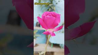 Most Important Flower in a Garden A Comprehensive Analysis shorts blooming trending viral [upl. by Kiernan]