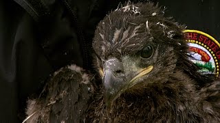 Nongame Wildlife Eagle Cam Chicks Banded [upl. by Meng]