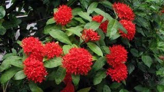 Ixora plant care  ചെടിയിൽ കൂടുതൽ പൂക്കൾ ഉണ്ടാകാൻ ഇങ്ങനൊന്നു ചെയ്തു നോക്കു anuprasathyt [upl. by Runstadler]