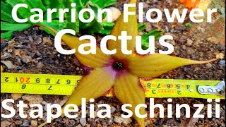 Exotic Plants African Cacti Stapelia schinzii  Carrion Flower Cactus [upl. by Pisarik]