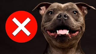 7 Reasons You Should NOT Get a Staffy SERIOUSLY [upl. by Weissberg383]