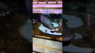 Pirarucu monster fish 😱 aquarium arapaima shorts shortsfeed viral monsterfish ytshorts [upl. by Natsrik]