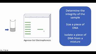 Prepractical video Agarose Gel Electrophoresisa [upl. by Botsford912]