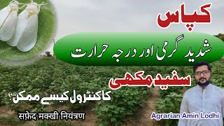 How To Control White Fly سفید مکھی In Cotton  Best Insecticide  सफ़ेद मक्खी नियंत्रण [upl. by Llerehc]